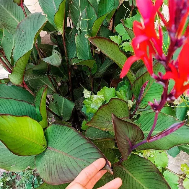 Canna Musaefolia