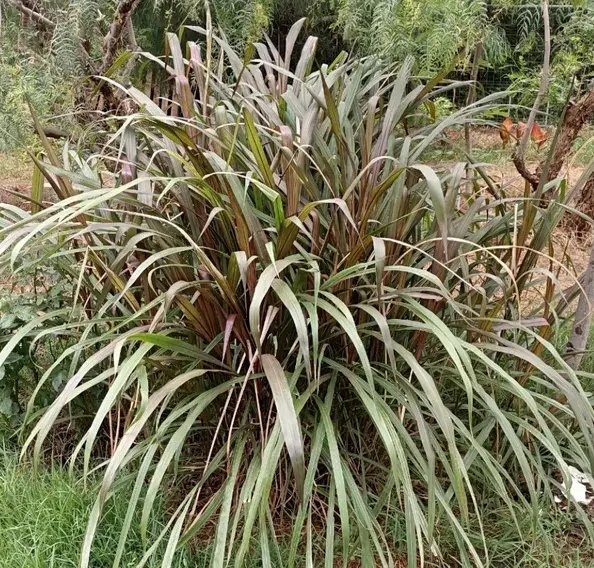 Sacharum Officinarum Rubra - Rizoma de caña de azúcar ornamental