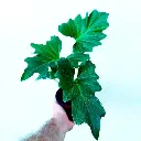 Philodendron Selloum - Planta Viva