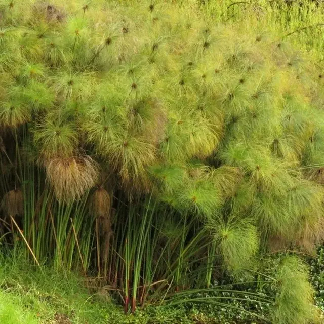 Cyperus Papirus